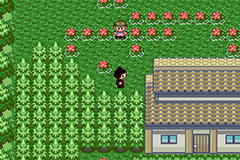 Pokemon Cerice GBA ROM Hacks 